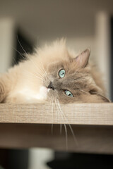 portrait of a cat