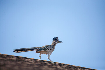 wild roadrunner walks across a roof of a house
