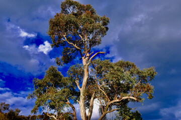 Capertee NSW Gum Trees