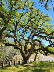 A tree is Mount Diablo state park in North California near City of Walnut Creek