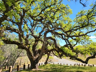 A tree is Mount Diablo state park in North California near City of Walnut Creek