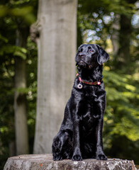 Black labrador retriever sitting proudly on a tree trunk