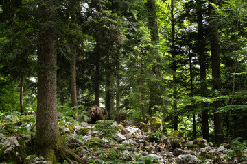 Brown bear is feeding in the forest. European bear during summer season. Big predator in natural habitat. European nature. 
