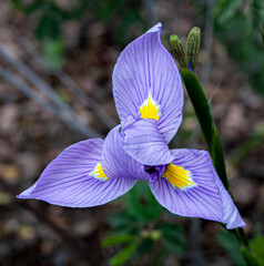 closeup of a beautiful purple iris