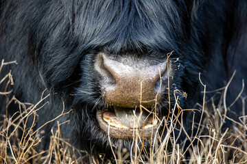 Close-up of the mouth of a Scottish Highlander, with the mouth a little bit open. You can clearly see her tongue and teeth. 