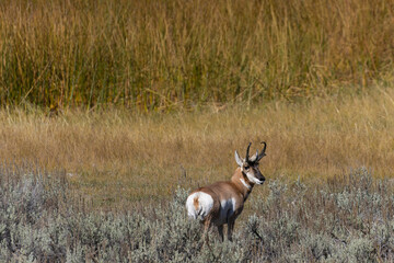 Pronghorn in Yellowstone
