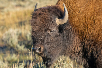 Bson in the Lamar Valley