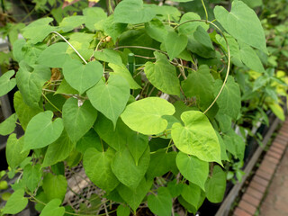 トンキンカズラ