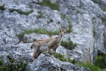 Alpine ibex is feeding on the mountains meadow. Ibex during summer season. Steinbock in the Triglav National park. European nature.