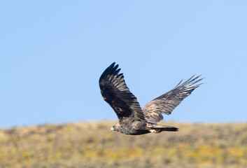 Obraz premium Golden Eagle