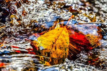 Leaves in water. HDR Image (High Dynamic Range).