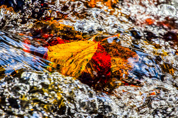 Leaves in water. HDR Image (High Dynamic Range).