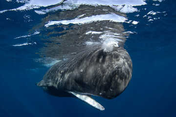 Sperm whale is relaxing near the surface. Snorkeling with the whales. The biggest toothed whale...