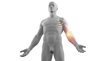 3D medical illustration of skeleton with elbow joint pain