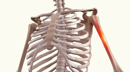3D medical illustration of human skeleton with broken humerus
