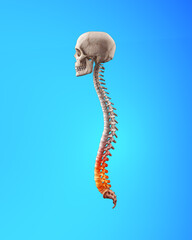 Side view of human spine with lumbar with pain in lumbar region
