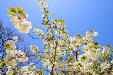 白峯神宮の鬱金桜