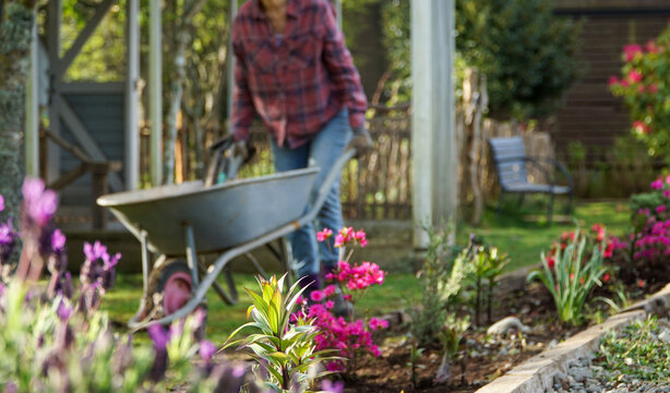 Pink flower in focus with a woman and her wheelbarrow prepped for planting in the background.