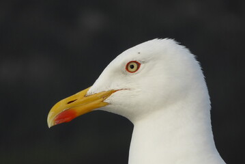 Heringsmöwe, Portrait, Seite, Nahaufnahme 