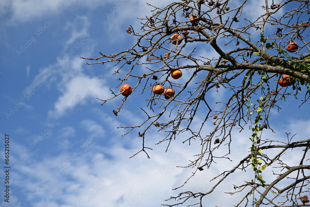 Sticker Japanese persimmon ( Kaki ) fruits. The taste of autumn. Seasonal background material.
