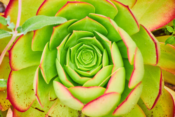 Close up of inner core of green flowering succulent with red tipped petals