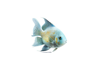 Close-up of a fish. Isolated on transparent background