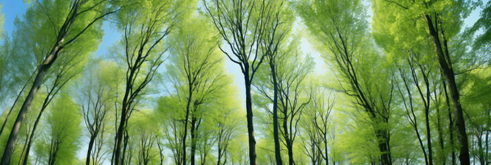 wide view of tall green trees - obrazy, fototapety, plakaty