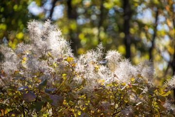 Beautiful background, bokeh. Tree branches with bright yellow leaves against clear blue sky. Bright yellow maple leaves on sunny September day. Beautiful bright colors of autumn.