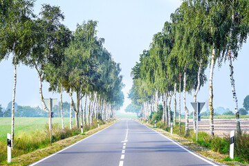 Country avenue with rows of birch trees along each side in an agricultural field landscape under a blue sky in North Germany, copy space, selected focus - obrazy, fototapety, plakaty
