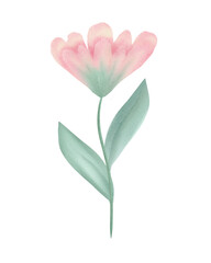 Beautiful flower set