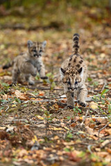 Cougar Kittens (Puma concolor) Chase Each Other Autumn