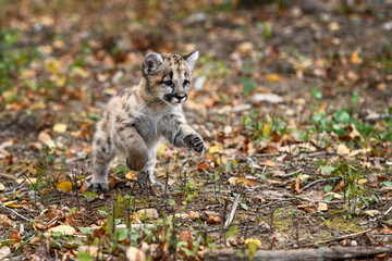 Cougar Kitten (Puma concolor) Pounces Right Autumn