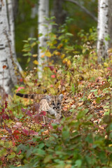 Cougar Kitten (Puma concolor) Walks Across Forest Embankment Autumn