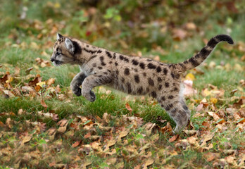 Cougar Kitten (Puma concolor) Leaps Left Autumn