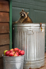 Raccoon (Procyon lotor) in Garbage Can Turns to Look Over Shoulder