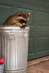 Raccoon (Procyon lotor) in Garbage Can Nibbles on Banana Peel