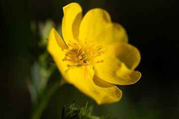 Buttercup in the mountains