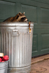 Raccoon (Procyon lotor) in Garbage Can Sticks Out Tongue