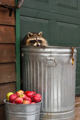 Raccoon (Procyon lotor) Paw Over Edge of Garbage Can