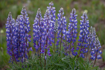 Lupine in the mountains