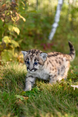 Cougar Kitten (Puma concolor) Steps Forward Close Up Autumn