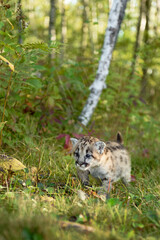 Cougar Kitten (Puma concolor) Walks Past Birch and Underbrush Autumn