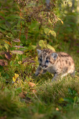 Cougar Kitten (Puma concolor) Crawls Through Brush