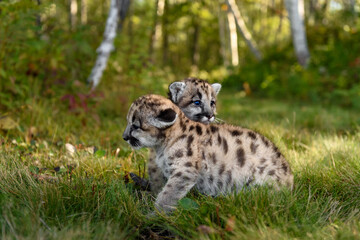 Cougar Kitten (Puma concolor) Rests Head on Siblings Back Autumn