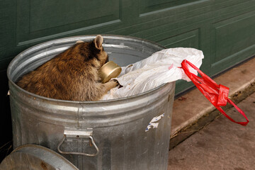 Raccoon (Procyon lotor) Tin and Bag in Garbage Can