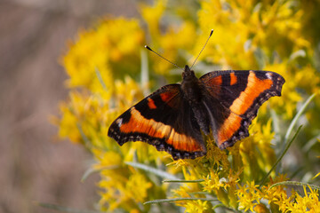 Milbert's Tortoiseshell Butterfly on Rabbitbrush