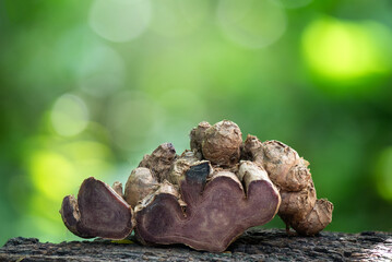 Black galingale rhizome on nature background.