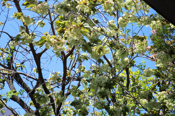 雨宝院の境内に咲く御衣黄桜