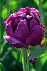 Purple Tulip Covered with Dew Drops with Greenery Background
