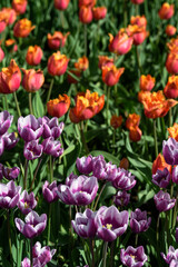 Purple and Orange Tulip Bed